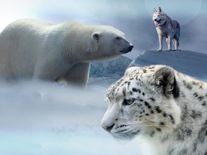 animal-habitats-activities-800x600.jpg animal-habitats-activities-800x600.jpg