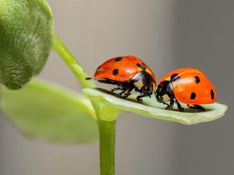 insect activities