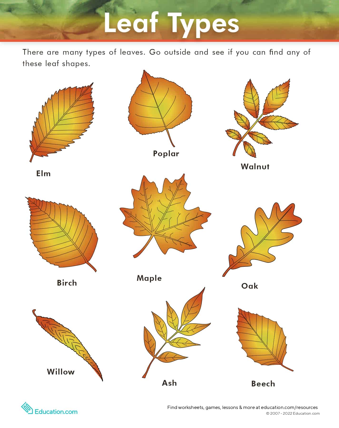 15-leaf-projects-for-the-elementary-classroom-teaching-expertise