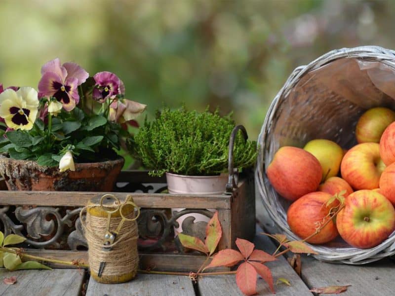 harvest preschool activities
