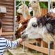 preschool zoo activities