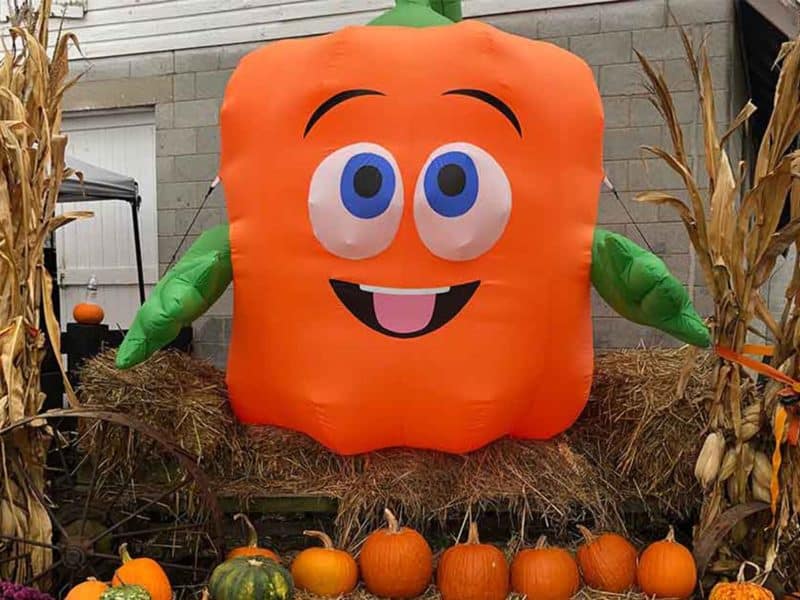spookley square pumpkin activities