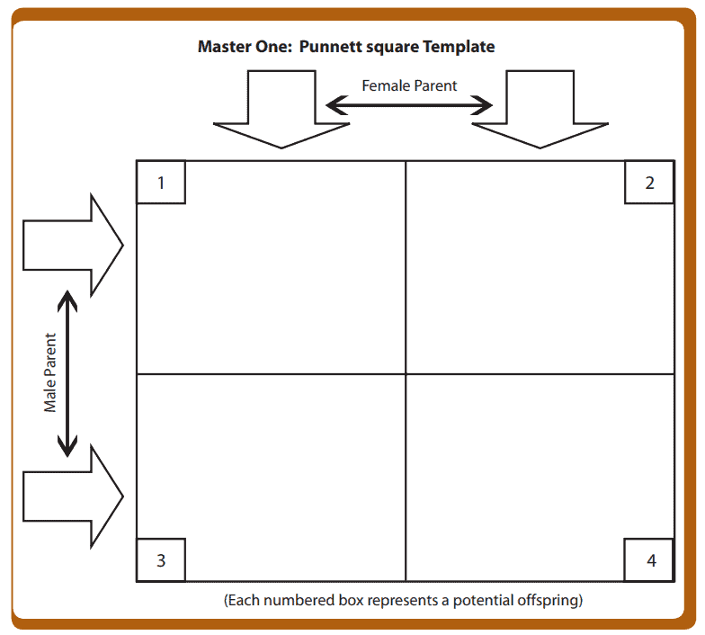 punnett square template