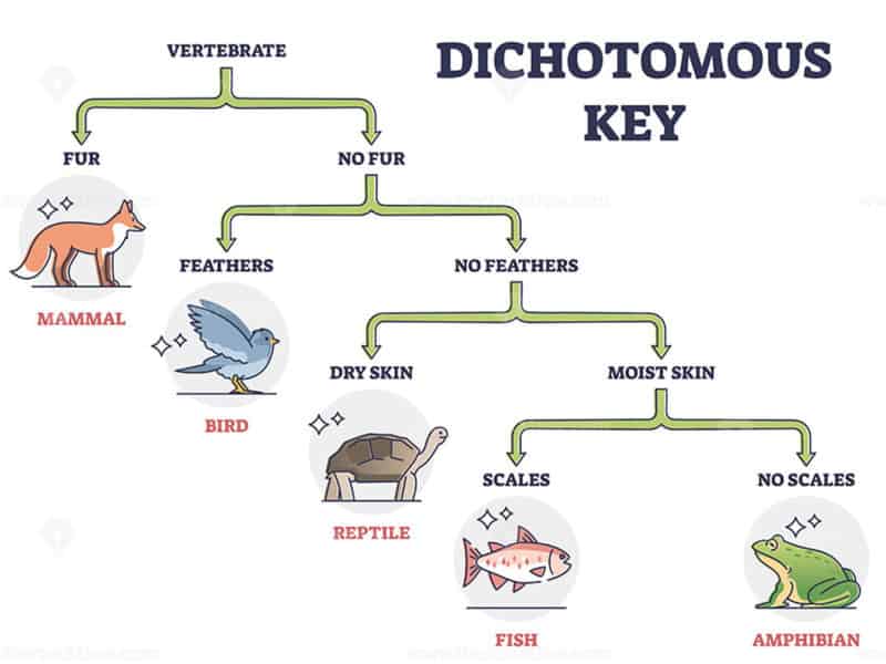 dichotomous key activities for middle school