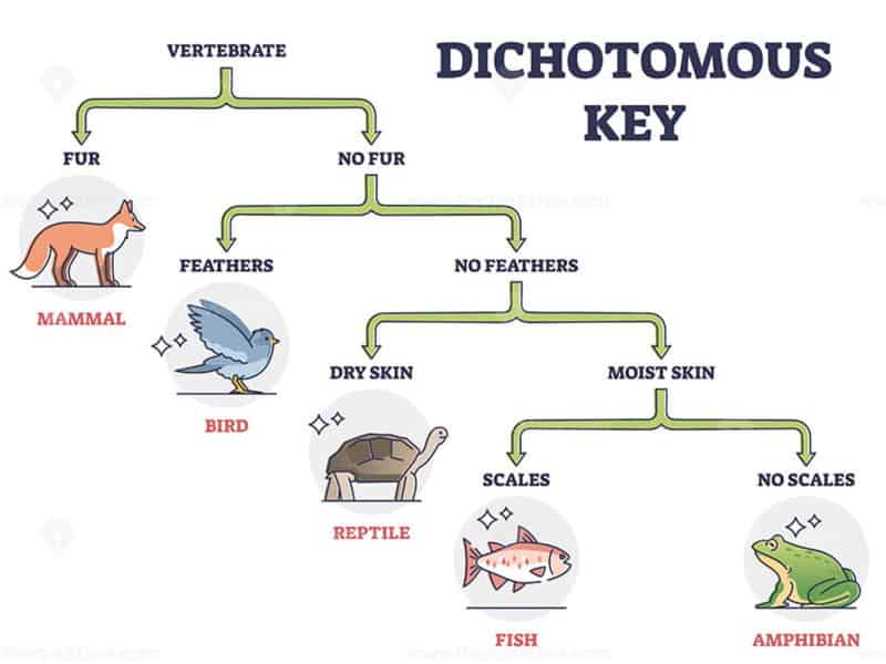 dichotomous-key-worksheet-pdf-worksheets-for-kindergarten