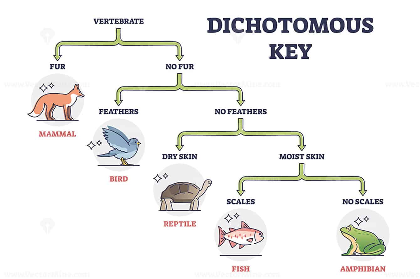 dichotomous key activities for middle school