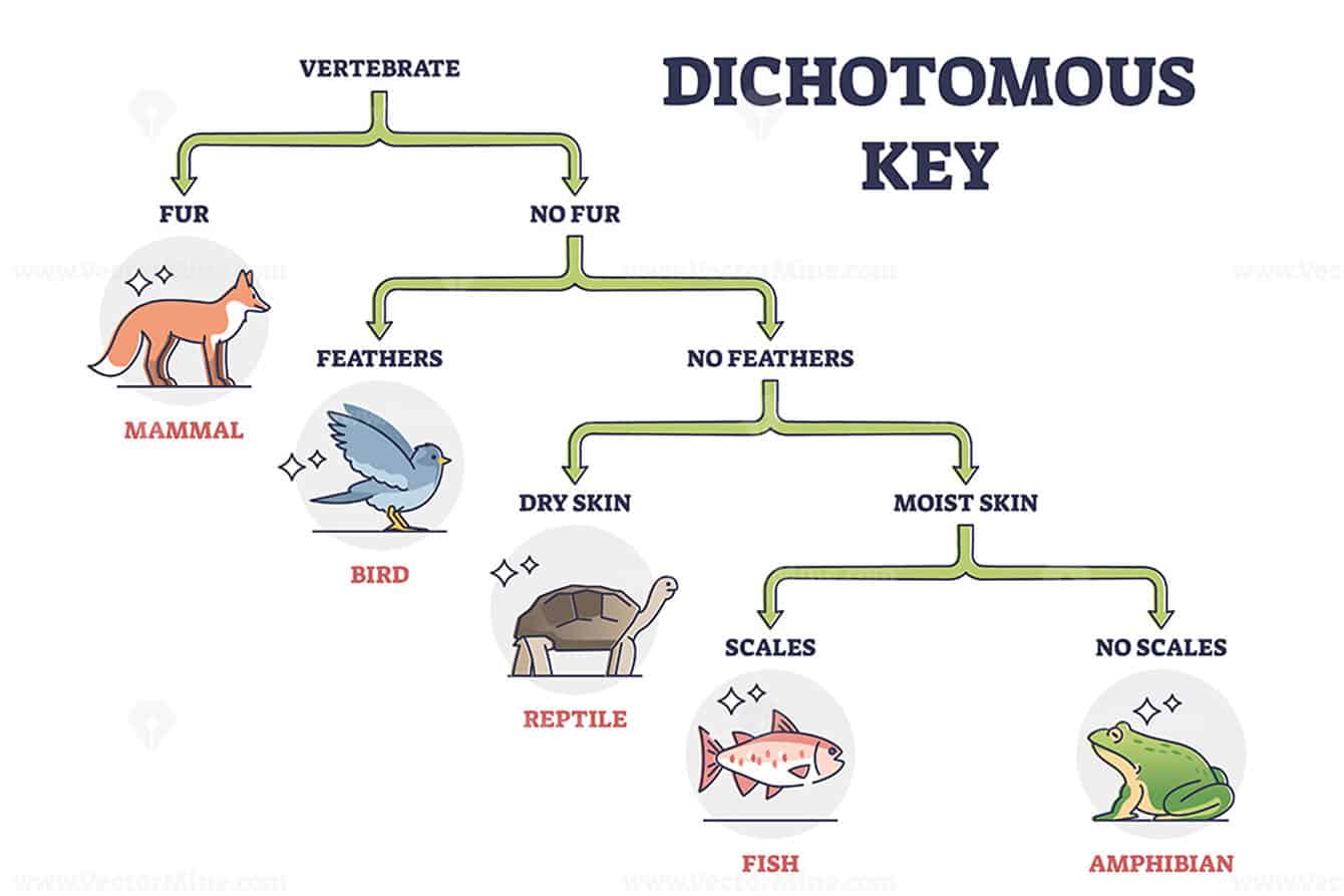 20-exciting-middle-school-activities-using-dichotomous-keys-teaching-expertise