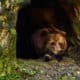 hibernation preschool activities