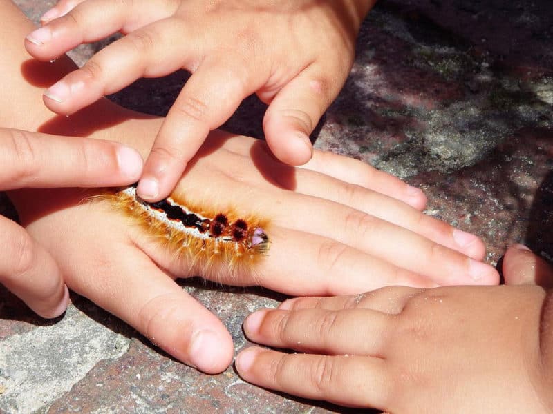 insect preschool activities