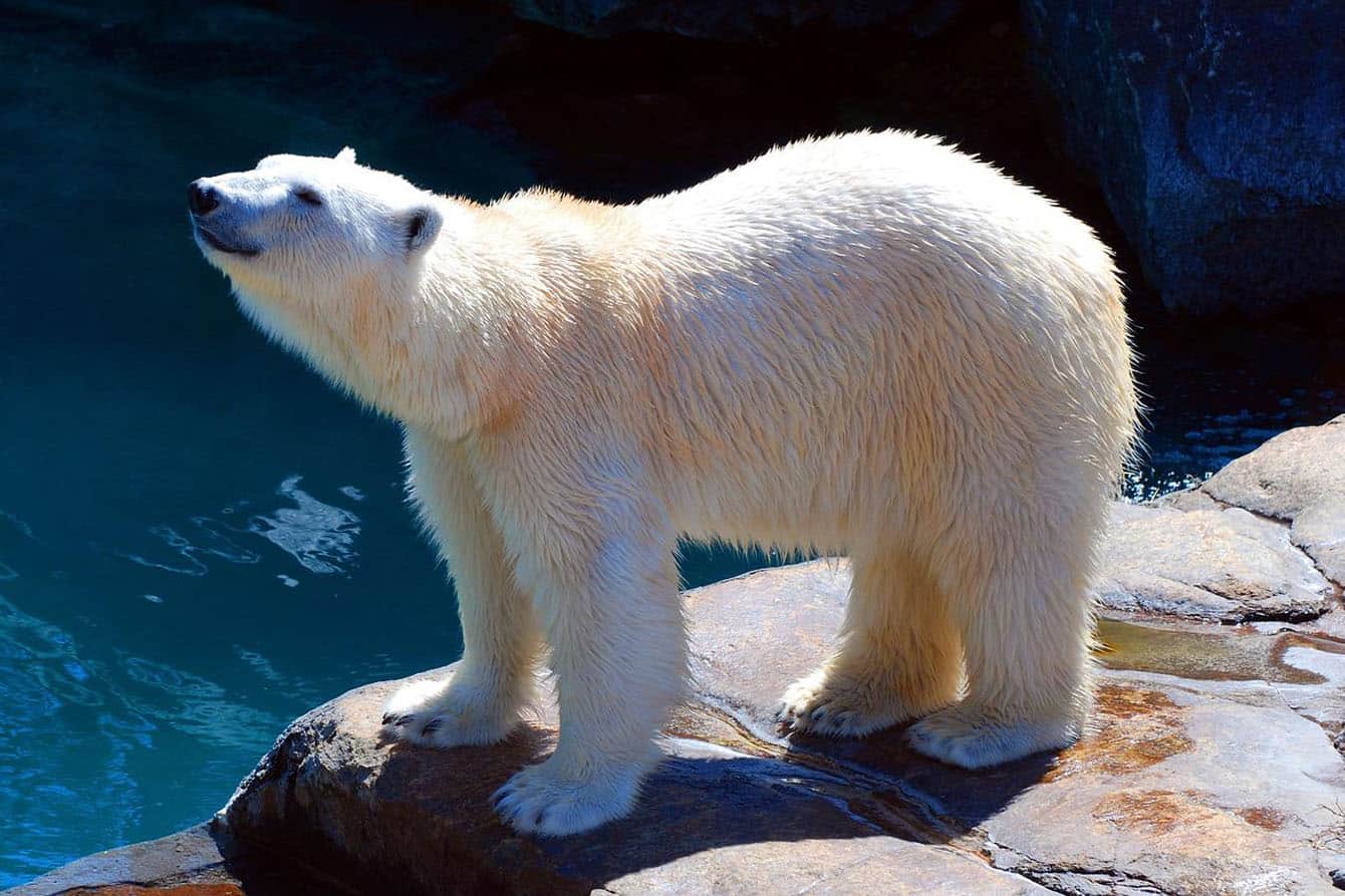 preschool polar bear activities
