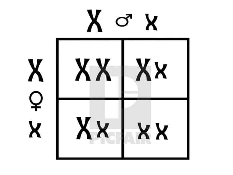 punnett square template