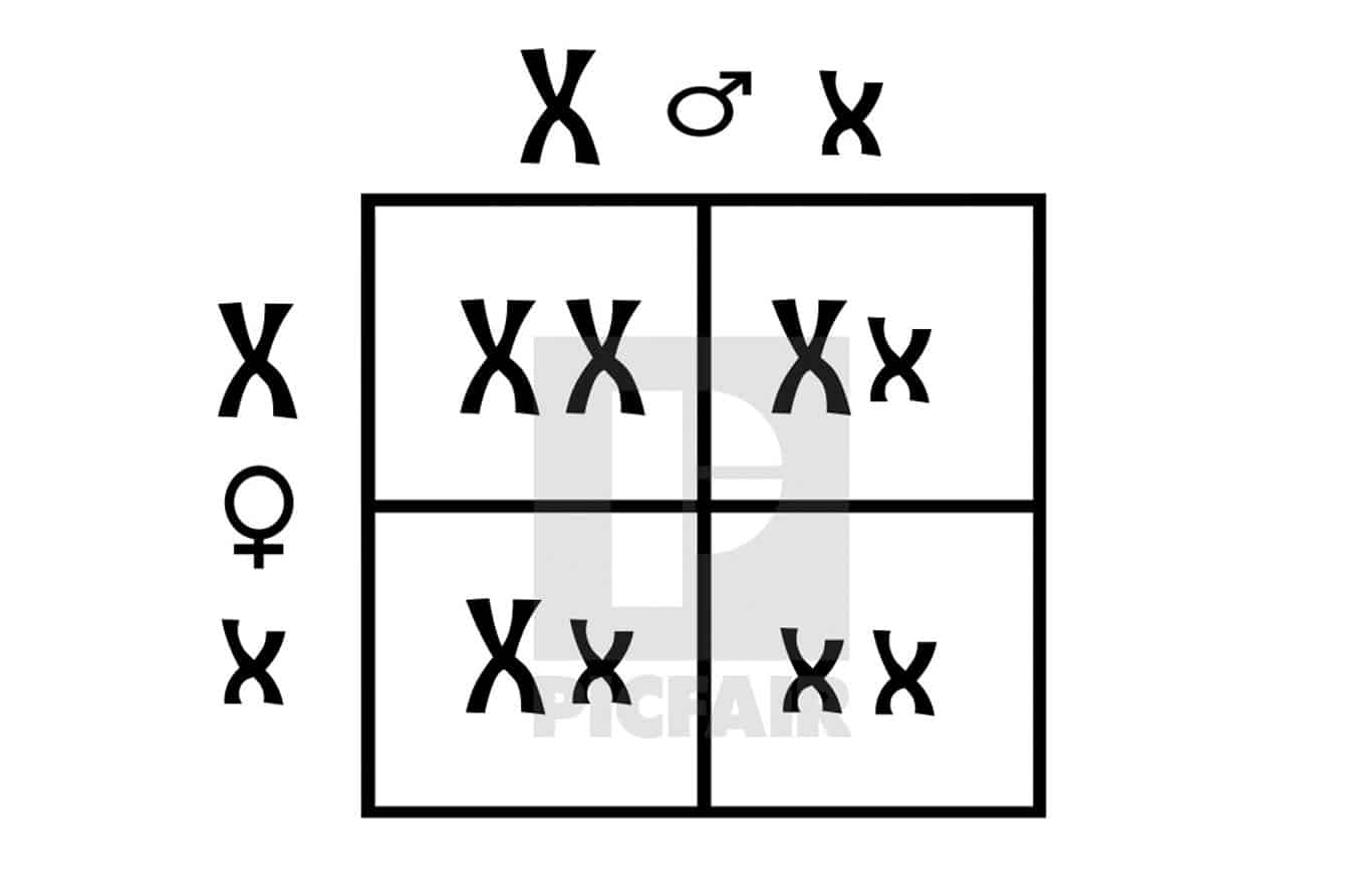 punnett square activities for middle school