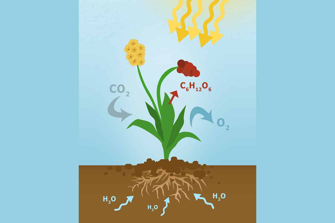 photosynthesis activities for middle school