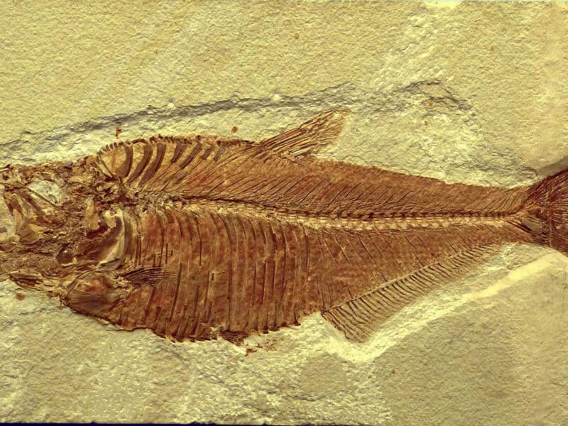 fossil books for kids
