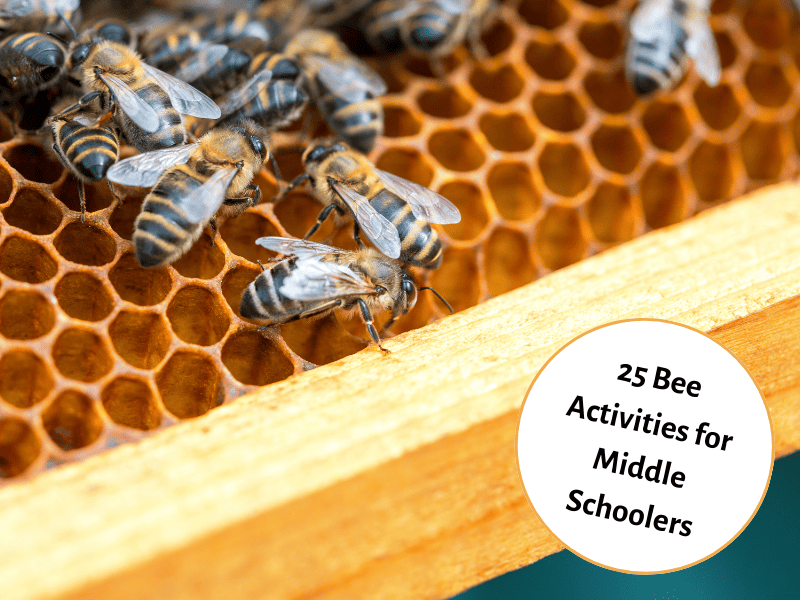 https://www.teachingexpertise.com/wp-content/uploads/2022/10/25-Bee-Activities-for-Middle-Schoolers.png