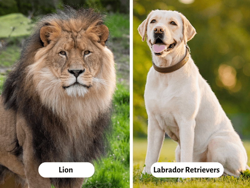 30 Animals That Start With L - Teaching Expertise