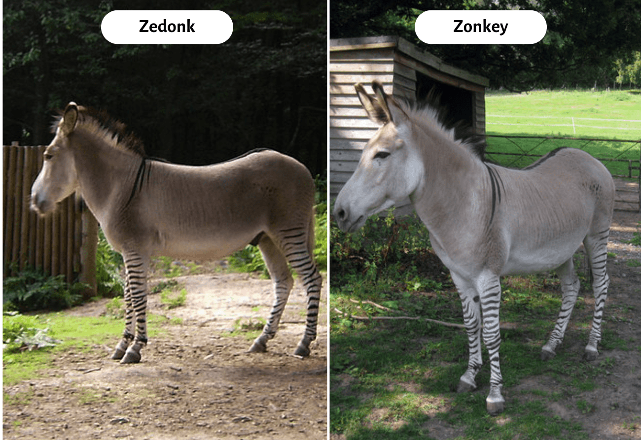 Animals That Start With Z