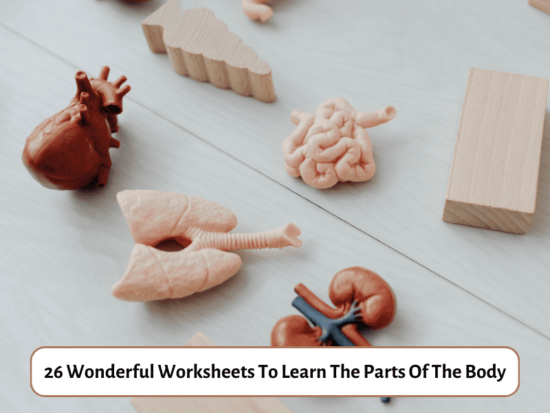 26 Wonderful Worksheets To Learn The Parts Of The Body - Teaching Expertise