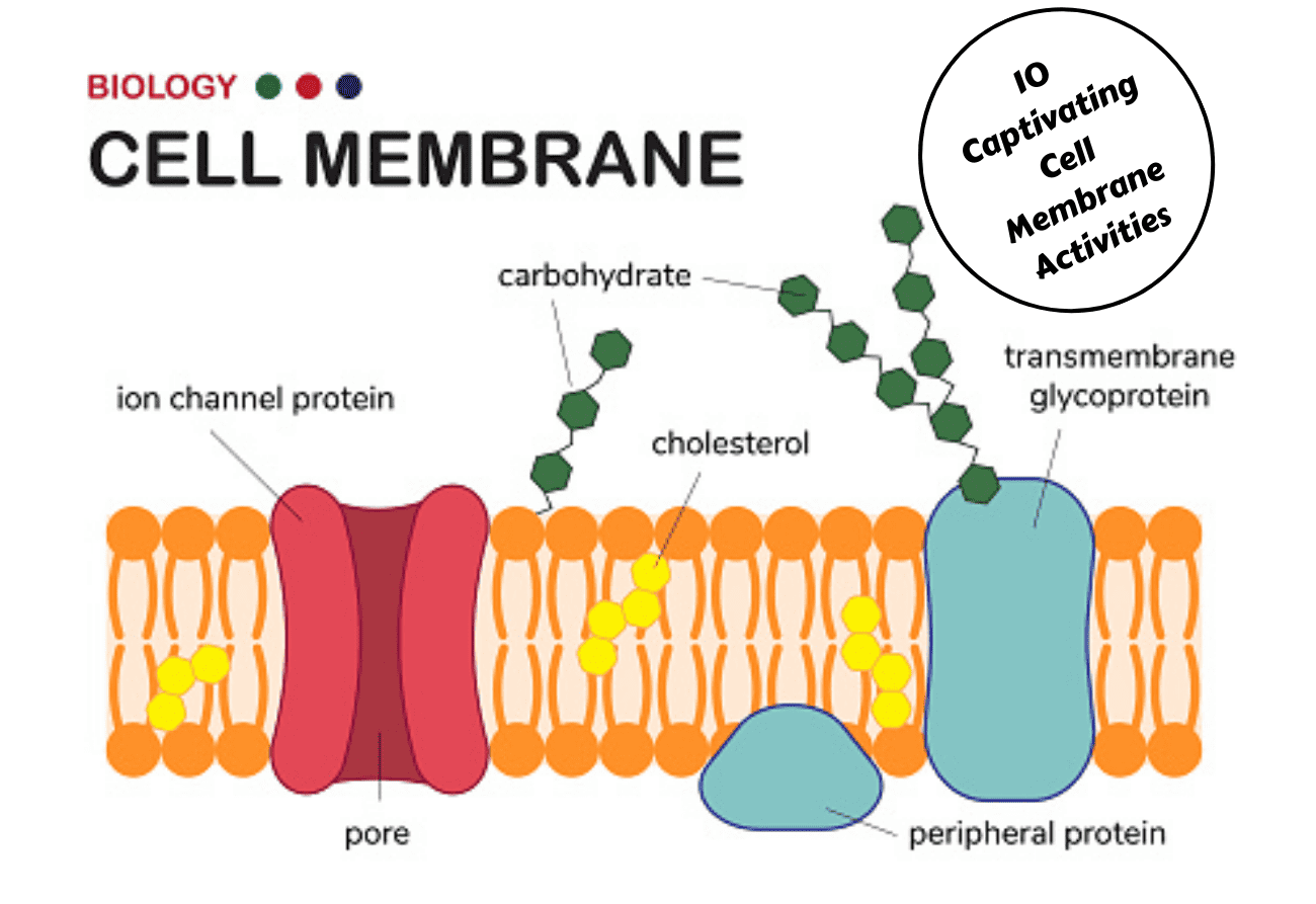 10 Captivating Cell Membrane Activities - Teaching Expertise
