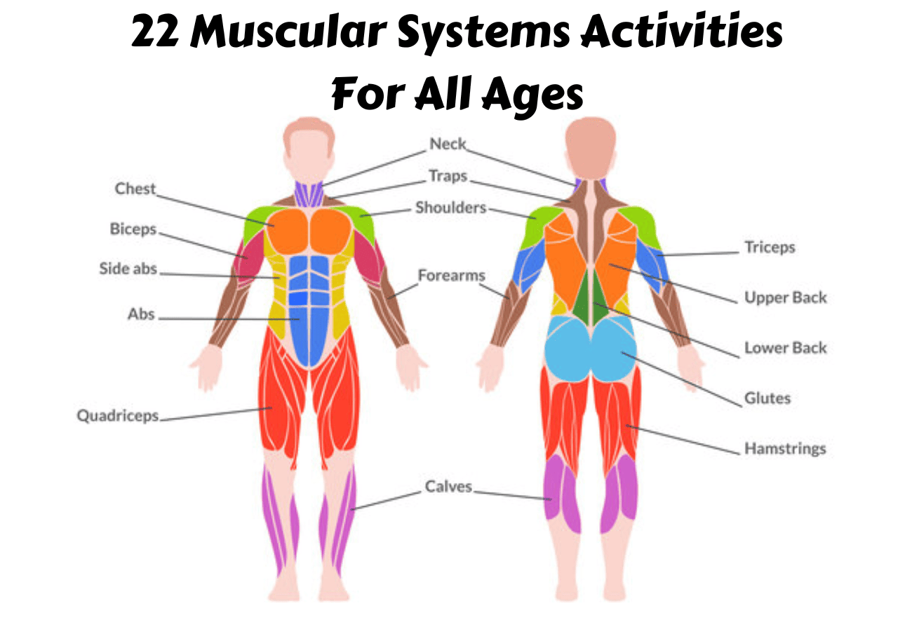 muscular system for kids with labels