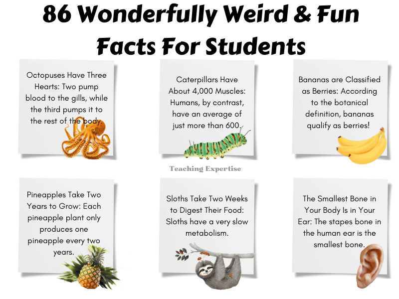 weird facts about homework