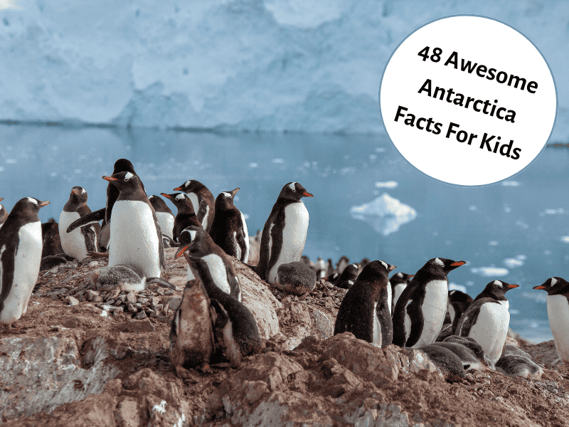 48 Awesome Antarctica Facts For Kids